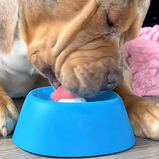 En lugnare hund – utan stress och kaos hemma