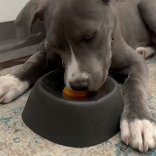 En lugnare hund – utan stress och kaos hemma